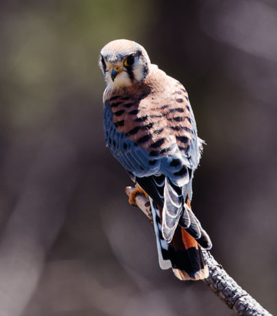 American Kestrel Falco sparverius (Sparrow Hawk)