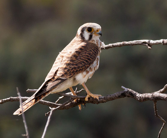 American Kestrel Falco sparverius (Sparrow Hawk)