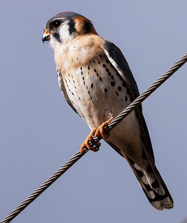 American Kestrel Falco sparverius (Sparrow Hawk)
