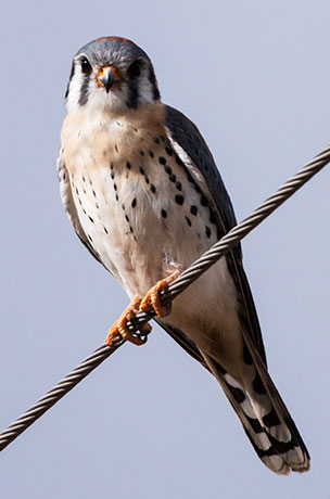 American Kestrel Falco sparverius (Sparrow Hawk)