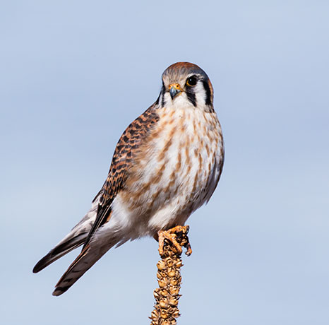 American Kestrel Falco sparverius (Sparrow Hawk)