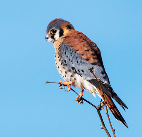 American Kestrel Falco sparverius (Sparrow Hawk)