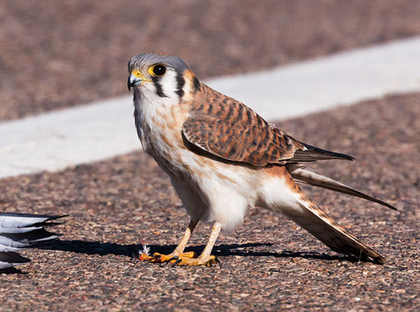 American Kestrel Falco sparverius (Sparrow Hawk)