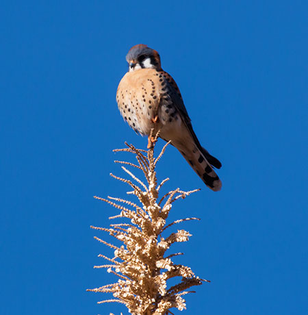 American Kestrel Falco sparverius (Sparrow Hawk)