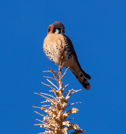 American Kestrel Falco sparverius (Sparrow Hawk)