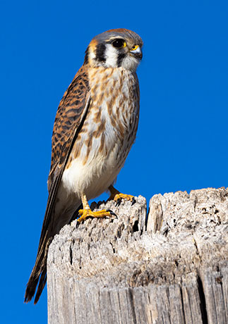 American Kestrel Falco sparverius (Sparrow Hawk)