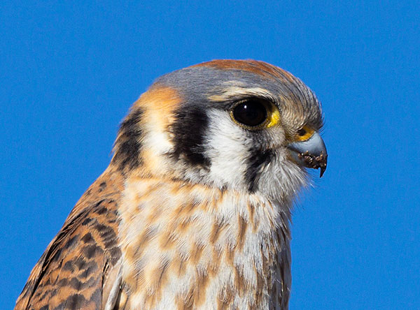 American Kestrel Falco sparverius (Sparrow Hawk)