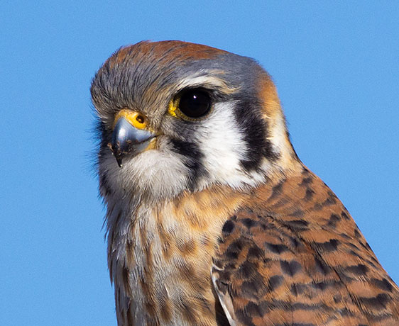 American Kestrel Falco sparverius (Sparrow Hawk)