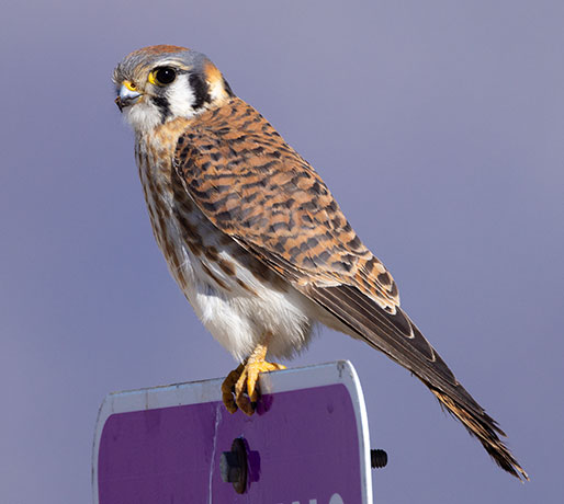 American Kestrel Falco sparverius (Sparrow Hawk)
