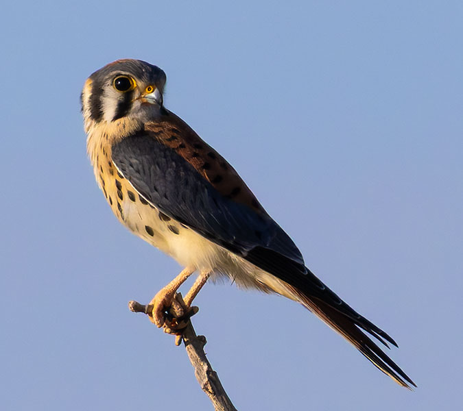 American Kestrel Falco sparverius (Sparrow Hawk)