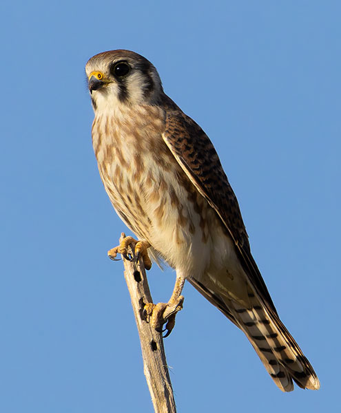American Kestrel Falco sparverius (Sparrow Hawk)
