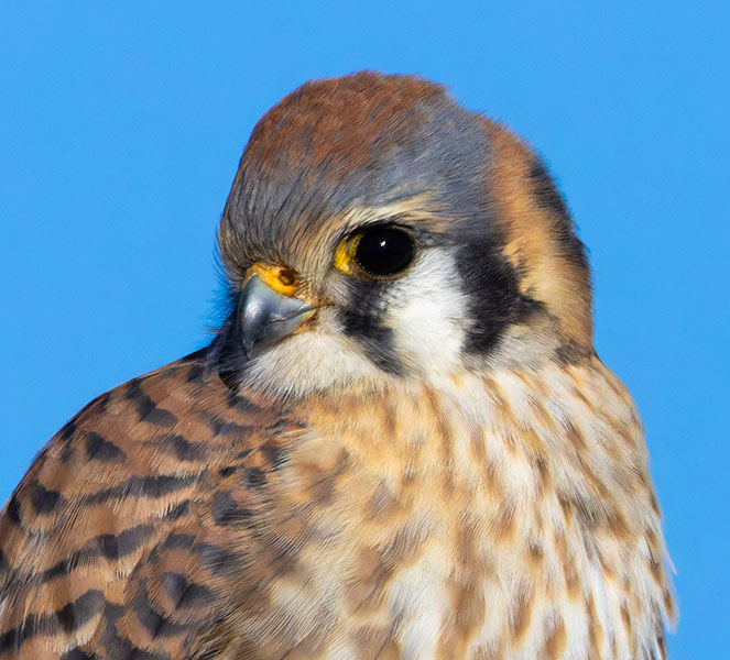 American Kestrel Falco sparverius (Sparrow Hawk)
