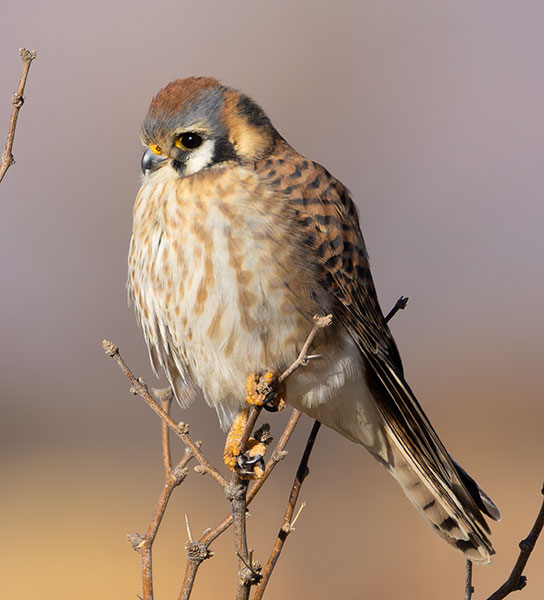 American Kestrel Falco sparverius (Sparrow Hawk)
