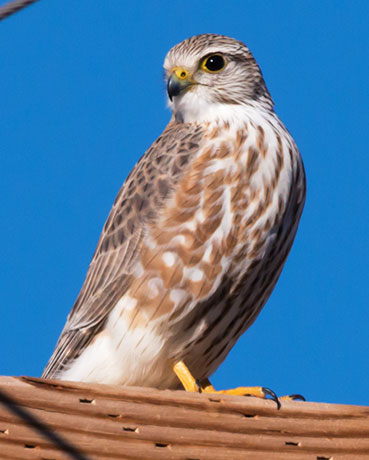 Prairie Merlin Falco columbarius richardsonii