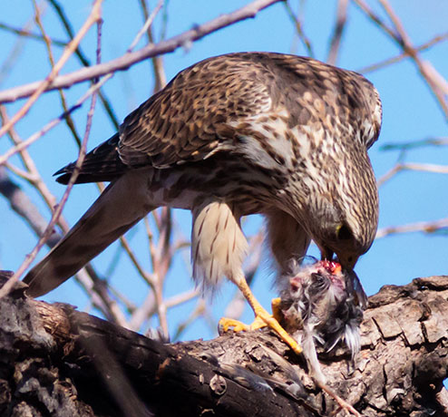 Prairie Merlin Falco columbarius richardsonii