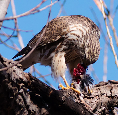 Prairie Merlin Falco columbarius richardsonii