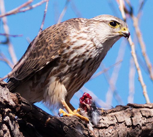 Prairie Merlin Falco columbarius richardsonii