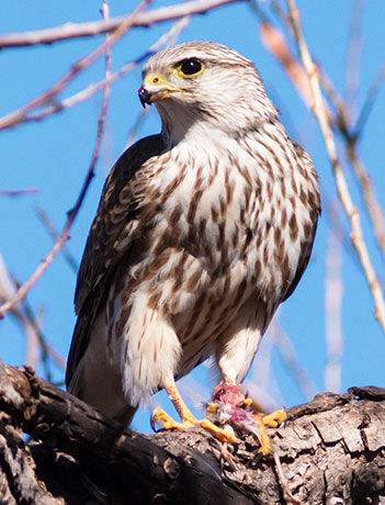 Prairie Merlin Falco columbarius richardsonii