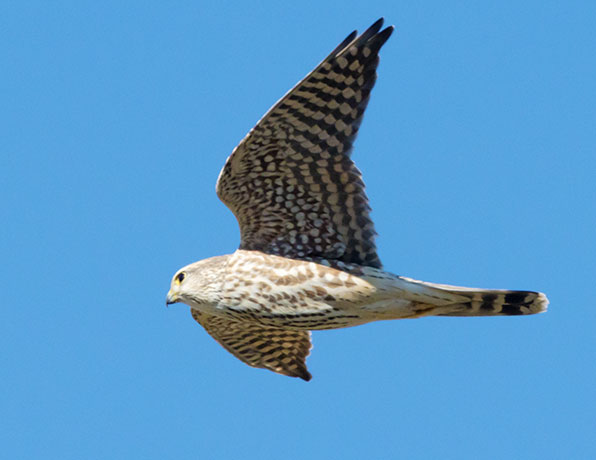 Prairie Merlin Falco columbarius richardsonii