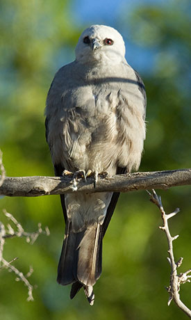 Mississippi Kite Ictinia mississippiensis