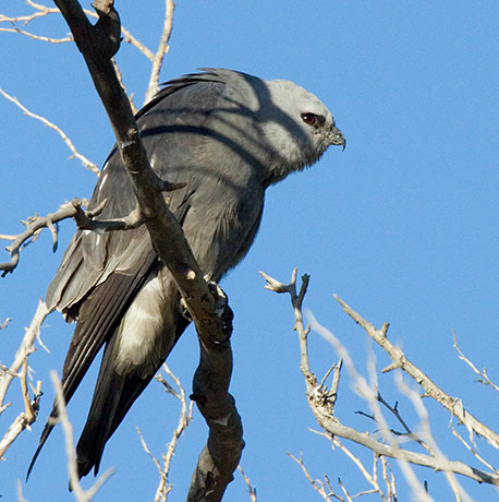 Mississippi Kite Ictinia mississippiensis