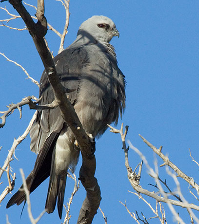 Mississippi Kite Ictinia mississippiensis