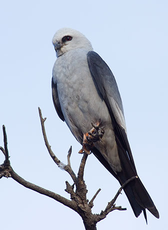 Mississippi Kite Ictinia mississippiensis