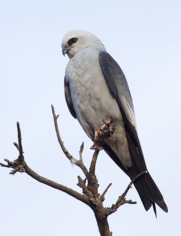 Mississippi Kite Ictinia mississippiensis
