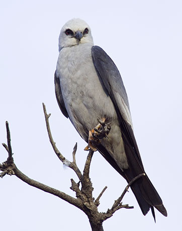 Mississippi Kite Ictinia mississippiensis