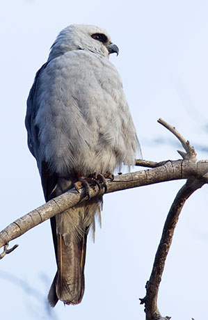 white moroh mississippi kite white moroh mississippi kite