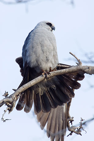 Mississippi Kite Ictinia mississippiensis