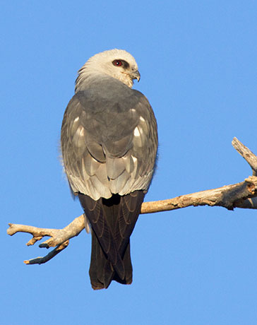 Mississippi Kite Ictinia mississippiensis