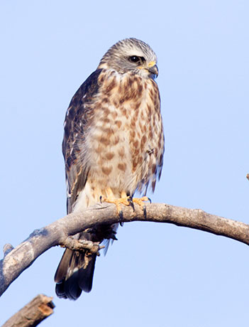 Mississippi Kite Ictinia mississippiensis