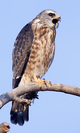 Mississippi Kite Ictinia mississippiensis