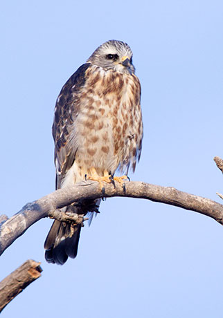 white moroh mississippi kite