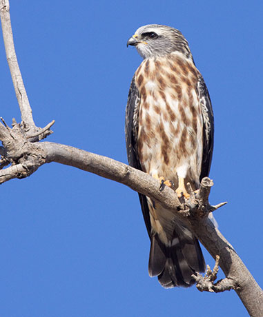 mississippi kite clipart mississippi kite clipart