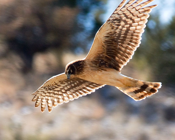 Northern Harrier Circus cyaneus