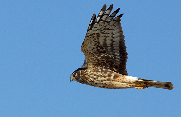 Northern Harrier Circus cyaneus
