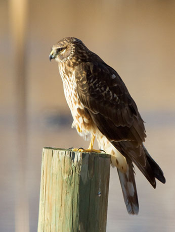 Northern Harrier Circus cyaneus