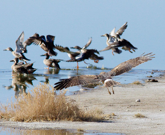 Northern Harrier Circus cyaneus