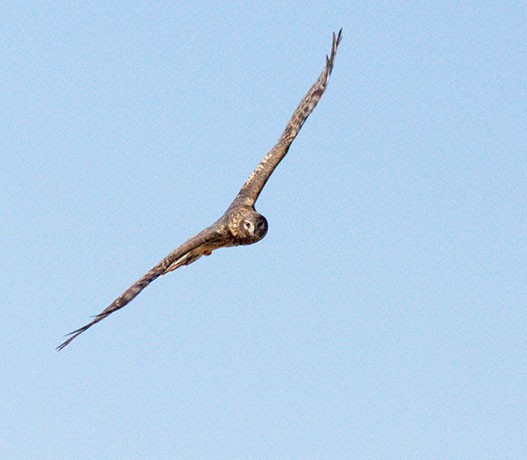 Northern Harrier Circus cyaneus