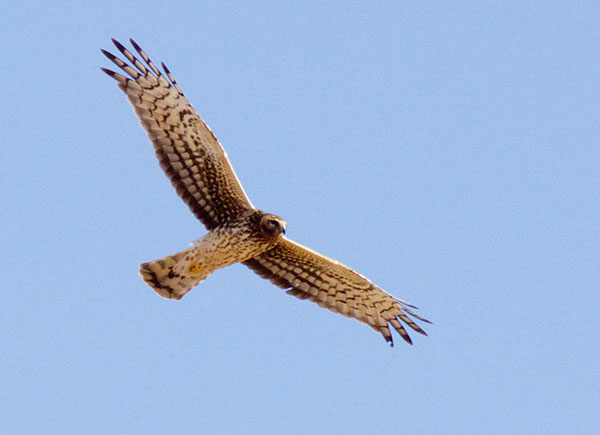 Northern Harrier Circus cyaneus