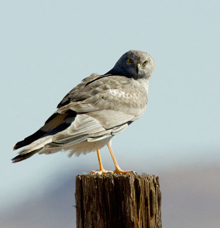 Northern Harrier Circus cyaneus