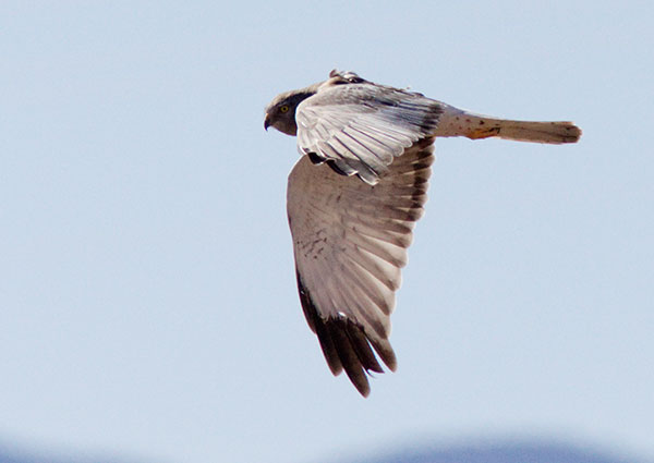 Northern Harrier Circus cyaneus
