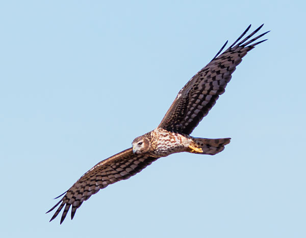 Northern Harrier Circus cyaneus