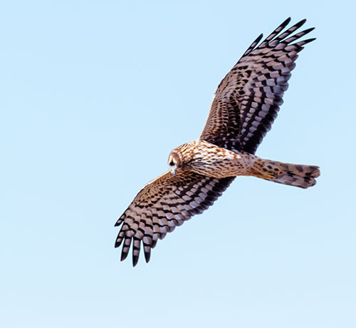 Northern Harrier Circus cyaneus