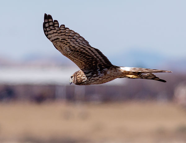 Northern Harrier Circus cyaneus
