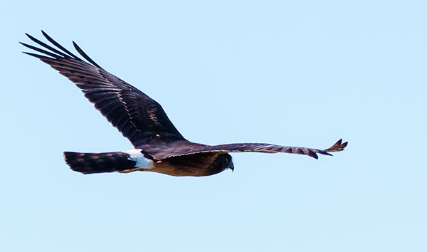 Northern Harrier Circus cyaneus