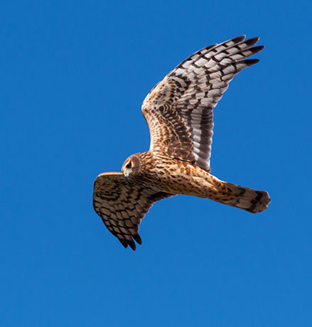Northern Harrier Circus cyaneus