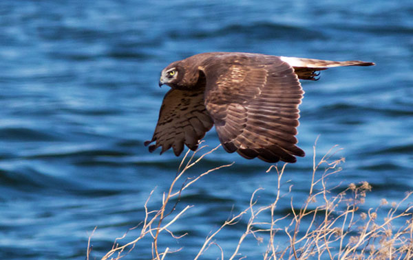 Northern Harrier Circus cyaneus